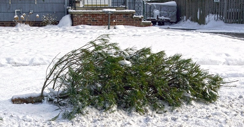 Negyven tonna karácsonyfa válik hővé Pécsen