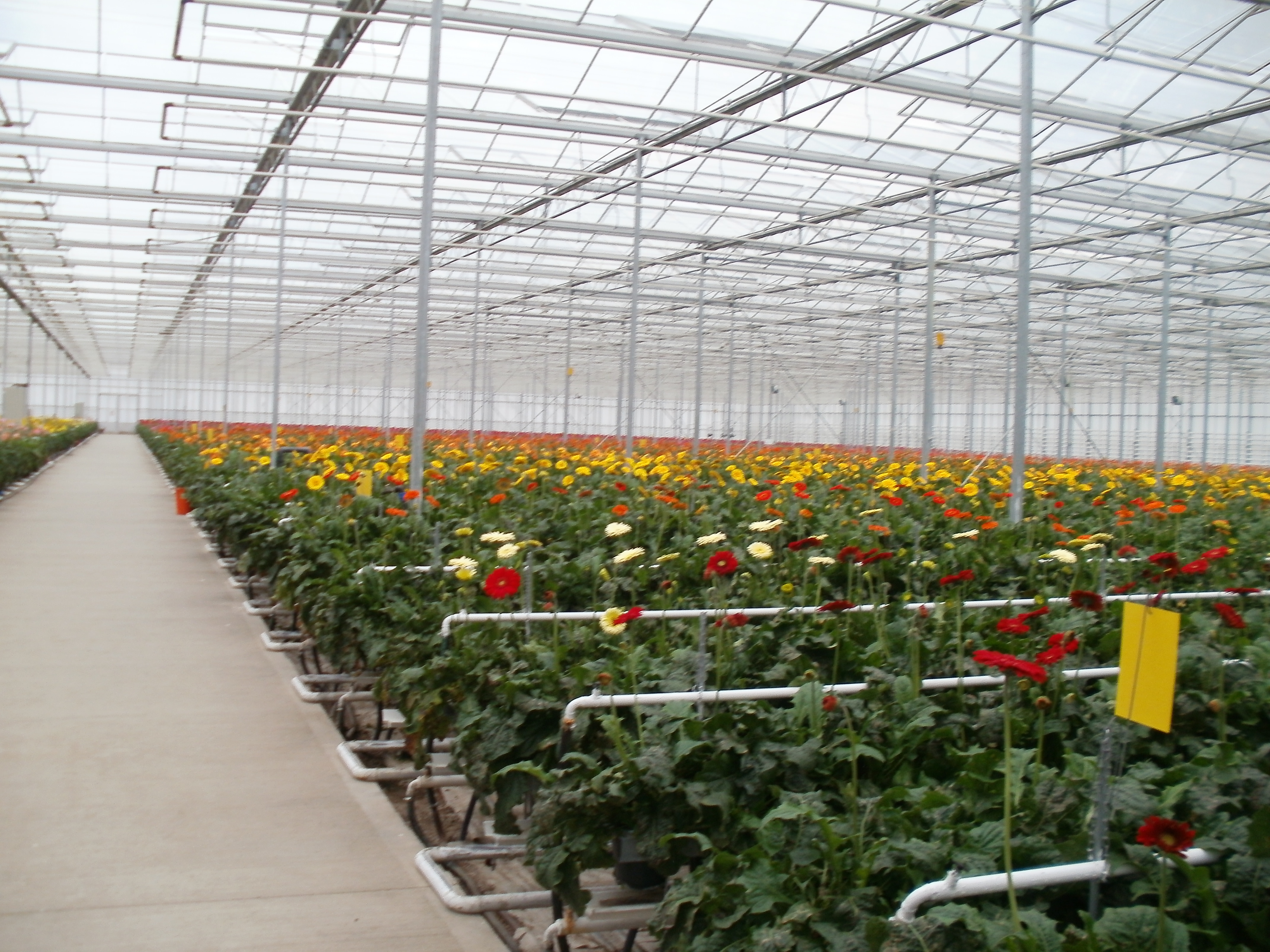 Geotermikus energiával fűtik a "virágzó" növényházakat